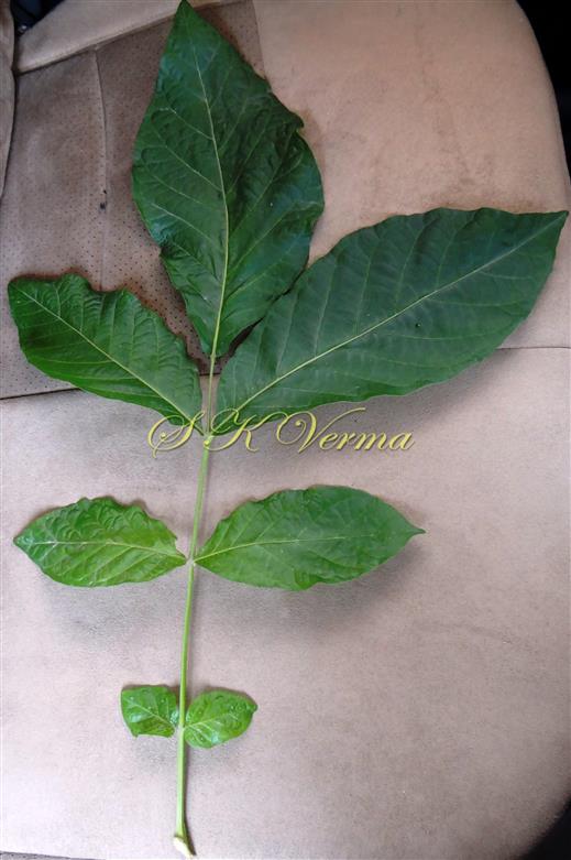Leaf (Adaxial View)